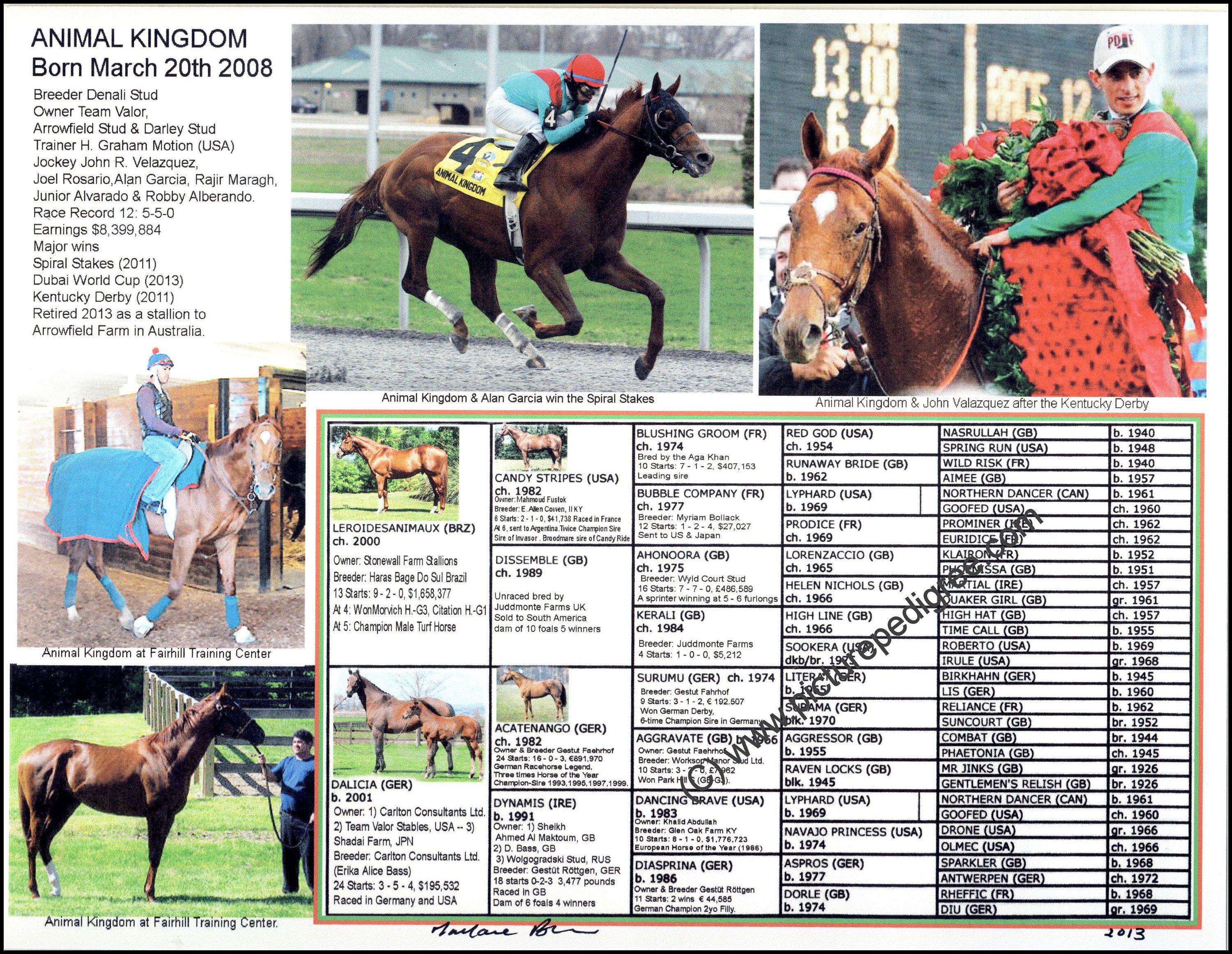 ANIMAL KINGDOM Race Horse Racing Picture Pedigree Chart Photo Ready to