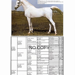 Arabian Horse MORAFIC
