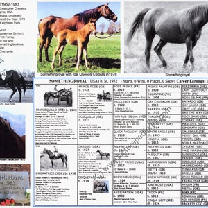 Race Horse Somethingroyal picture pedigree 8.5 X 11 dam of Secretariat