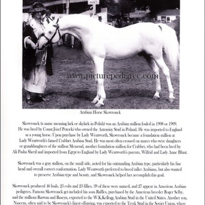 Arabian Horse Skowronek picture biography