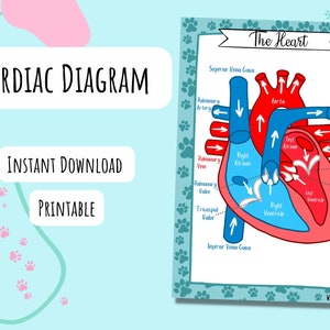 Diagrama Cardíaco DESCARGA DIGITAL, Imprimible, Póster, Tarjeta de Referencia, Estudio, Veterinario, Veterinaria, Corazón, Circulación