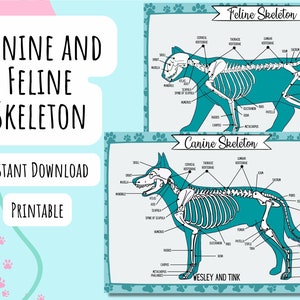 Teal Canine & Feline Skeleton Anatomy Poster (Digital Download)