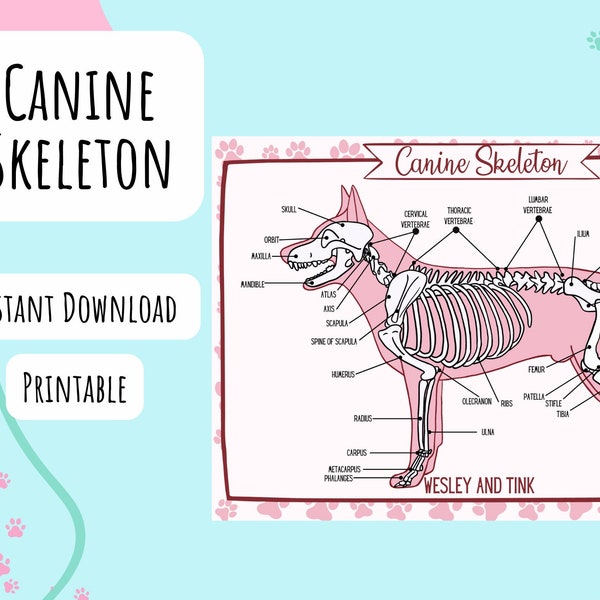 DIGITAL DOWNLOAD, Pink Canine Skeleton, Printable, Poster, Reference Card, Study, Vet, Veterinary, Bones