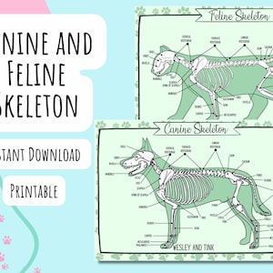 Green Canine and Feline Skeletons, DIGITAL DOWNLOAD, Printable, Poster, Reference Card, Study, Vet, Veterinary, Bones