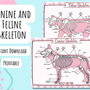 Esqueletos Caninos y Felinos Rosas, DESCARGA DIGITAL, Imprimible, Póster, Tarjeta de Referencia, Estudio, Veterinario, Huesos