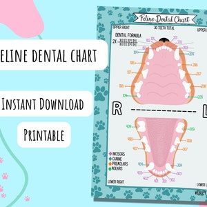 Carta Dental Felina, DESCARGA DIGITAL, Imprimible, Póster, Tarjeta de Referencia, Estudio, Veterinario, Veterinaria