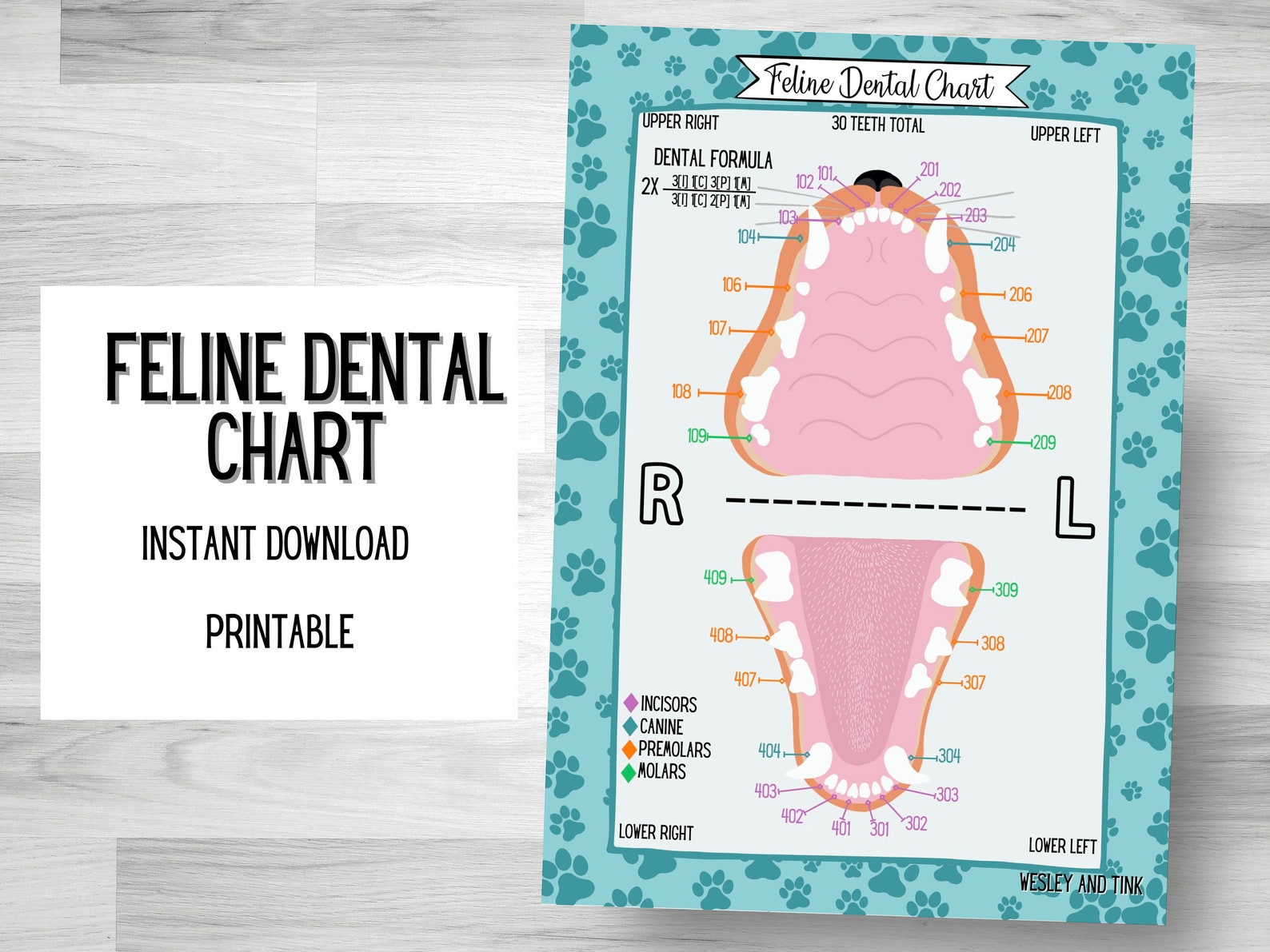 DIGITAL DOWNLOAD Feline Dental Chart Printable Poster Etsy