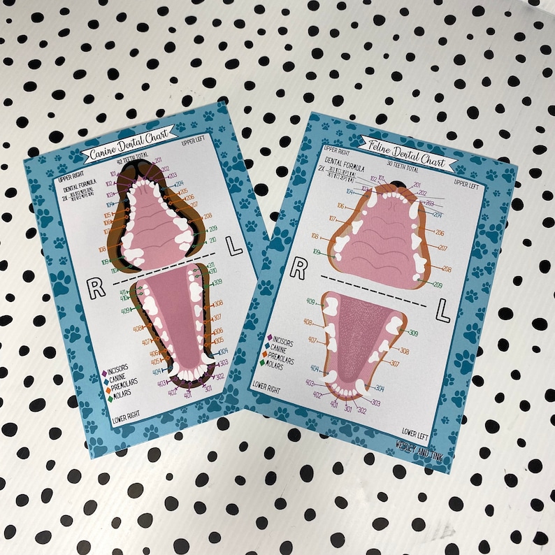 Canine AND Feline Dental Chart Study Vet Veterinary Etsy