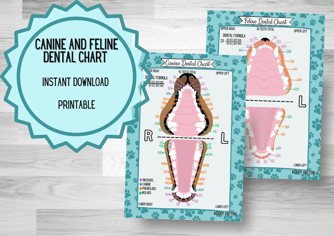 DIGITAL DOWNLOAD Canine AND Feline Dental Chart Printable - Etsy