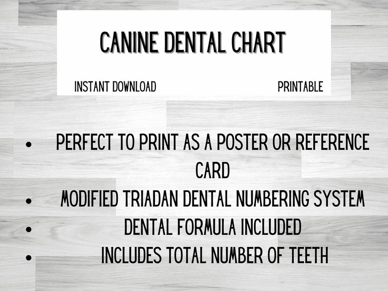 DIGITAL DOWNLOAD Canine Dental Chart Printable Poster Etsy
