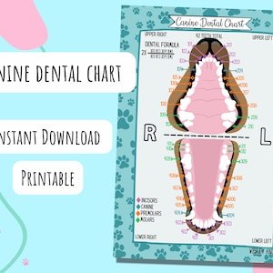 Gráfico odontológico canino, DOWNLOAD DIGITAL, para impressão, pôster, cartão de referência, estudo, veterinário, veterinário