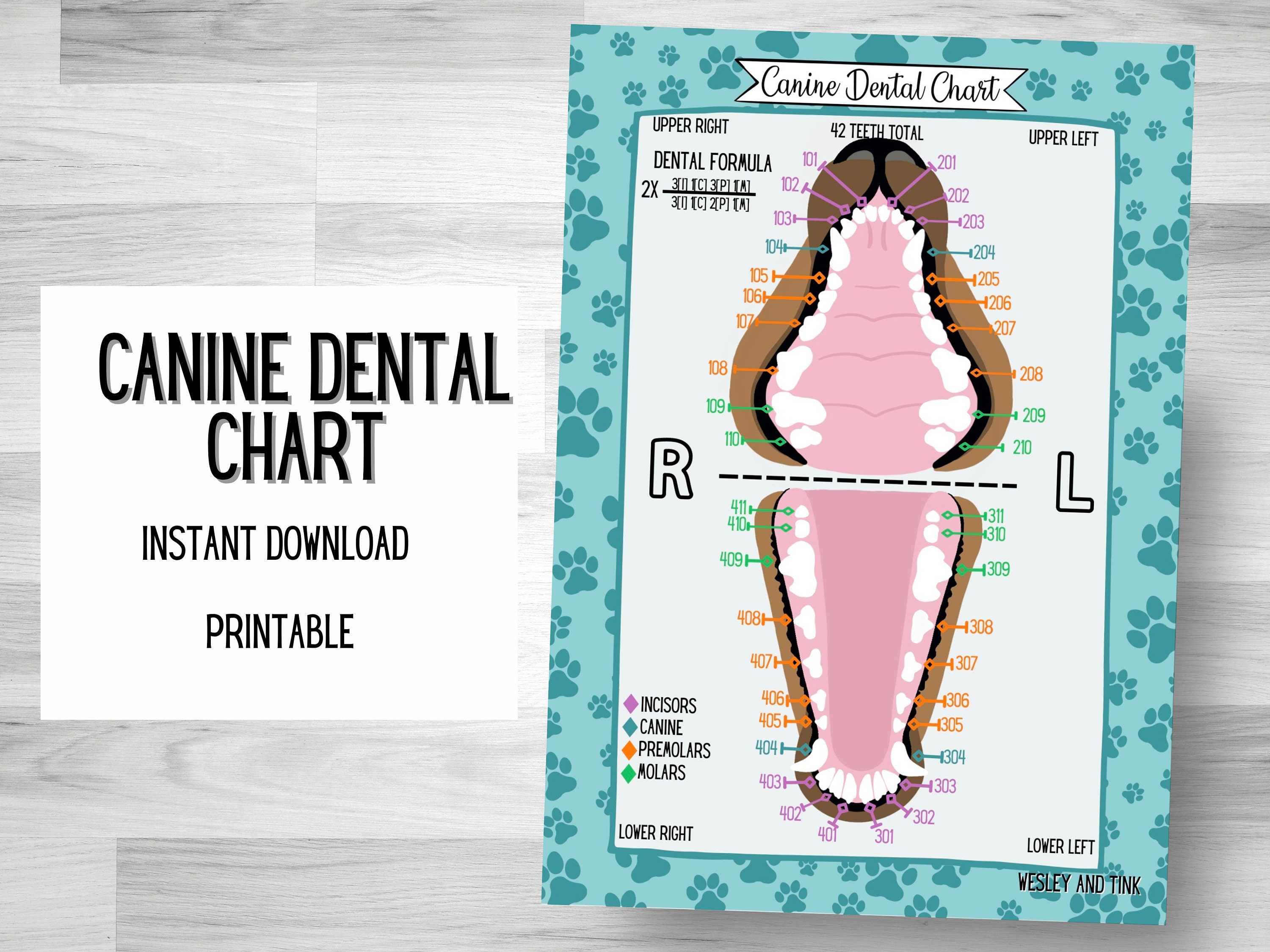DIGITAL DOWNLOAD Canine Dental Chart Printable Poster - Etsy