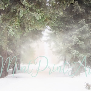 Digital background, winter background, digital backdrop, snow, misty forest