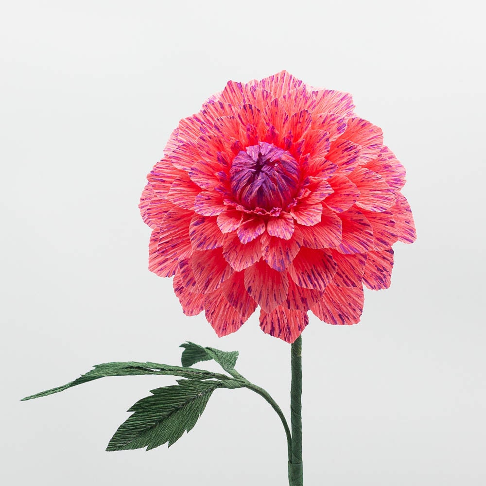 Dahlia