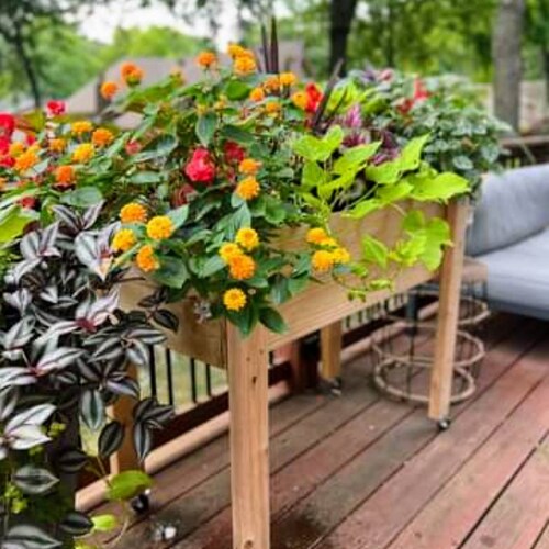 Cedar Raised Garden Bed Medium Etsy