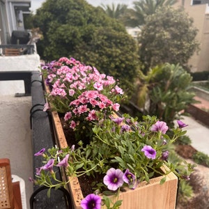 May include: A wooden planter box with pink and purple flowers. The planter is mounted on a black railing and is filled with soil. The flowers are in bloom and are growing in a variety of colors.
