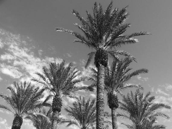 7 Sunny Palms 5/"X7/" Postcard Palm Springs CA