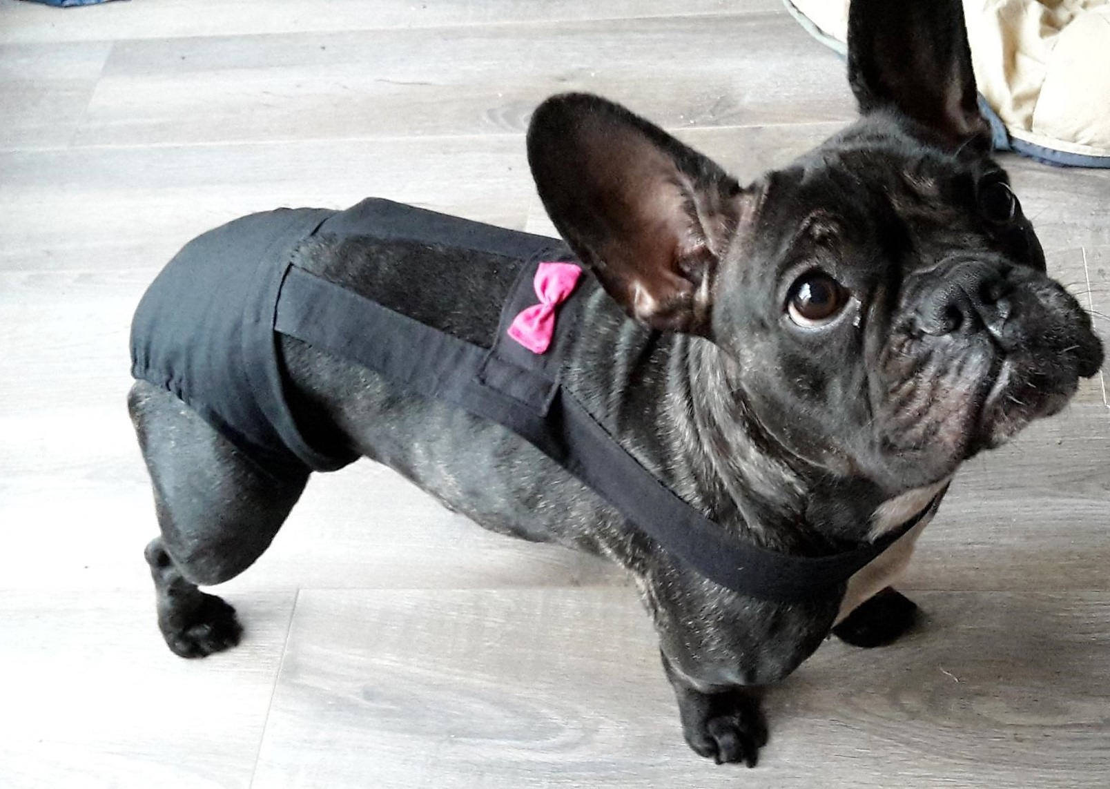 Culotte Pour Chien Modèle Noir Noeud Rose