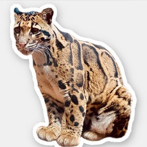 clouded leopard photograph car phone decal jungle animal