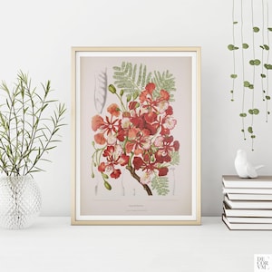Tropikalny czerwony kwiat Royal Poinciana, zabytkowa ilustracja botaniczna z XIX wieku w formie pliku cyfrowego, Sztuka do pobrania. BOT014