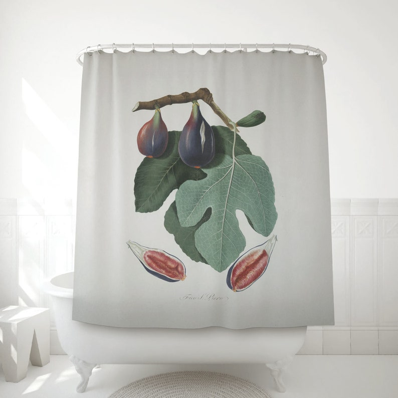 Shower Curtain of a Fig Watercolor, Vintage Fruit study made by Gallesio Giorgio, Bathroom decor. BOT006 image 1