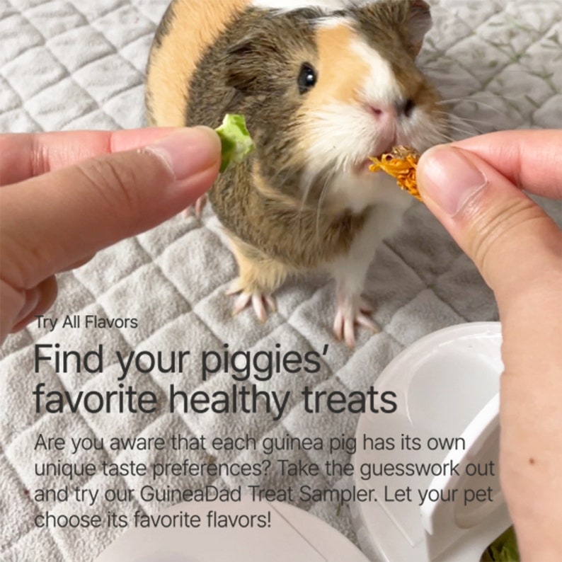 GuineaDad Treat Sampler - Safe and Healthy Guinea Pig Treats 6 Flavors - Infrared Heat Treated and Organic image 2