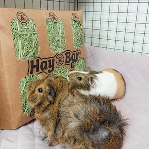GuineaDad Hay Bar (5 Pack) - Orchard & Timothy - Micro-Filtered Guinea Pig Hay
