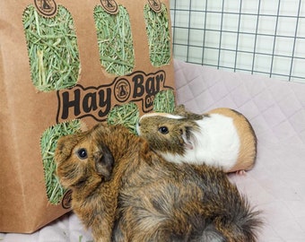 GuineaDad Hay Bar (5 Pack) - Orchard & Timothy - Micro-Filtered Guinea Pig Hay