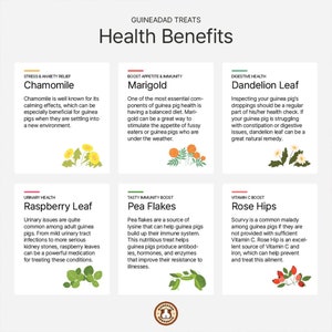 GuineaDad Treat Sampler - Safe and Healthy Guinea Pig Treats 6 Flavors - Infrared Heat Treated and Organic image 10