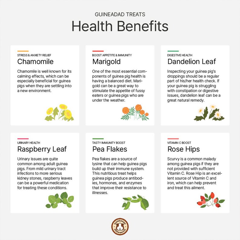 GuineaDad Treat Sampler - Safe and Healthy Guinea Pig Treats 6 Flavors - Infrared Heat Treated and Organic image 10
