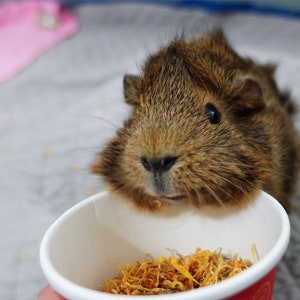 GuineaDad Treat Sampler - Safe and Healthy Guinea Pig Treats 6 Flavors - Infrared Heat Treated and Organic image 6