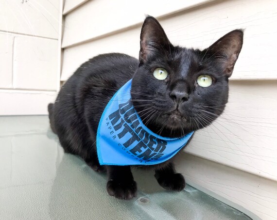 Dunder Kitten Cat Bandana Pet Accessories Pet Presents Cat Lover Gift the Office Dog Bandana Michael Scott Dunder Mifflin Cat Lady Etsy