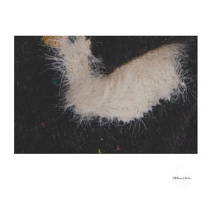 May include: Close-up of a white fuzzy patch on a black fabric background.