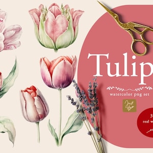 Elegant Set of 30 plus Watercolor Tulips Illustration, Watercolor Elegant Tulips, Watercolor Tulips, Tulips Collection, Tulips Clipart