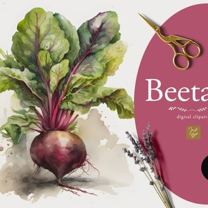 Clipart de betterave aquarelle, graphique de betterave, téléchargement numérique, alimentation saine, légumes, végétarien, végétalien, printemps, ensemble de Clipart de betterave