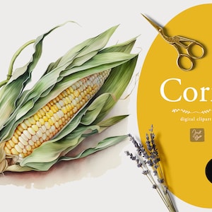 Clipart de maïs aquarelle, graphique de maïs, téléchargement numérique, alimentation saine, légumes, végétarien, végétalien, printemps, Clipart de maïs