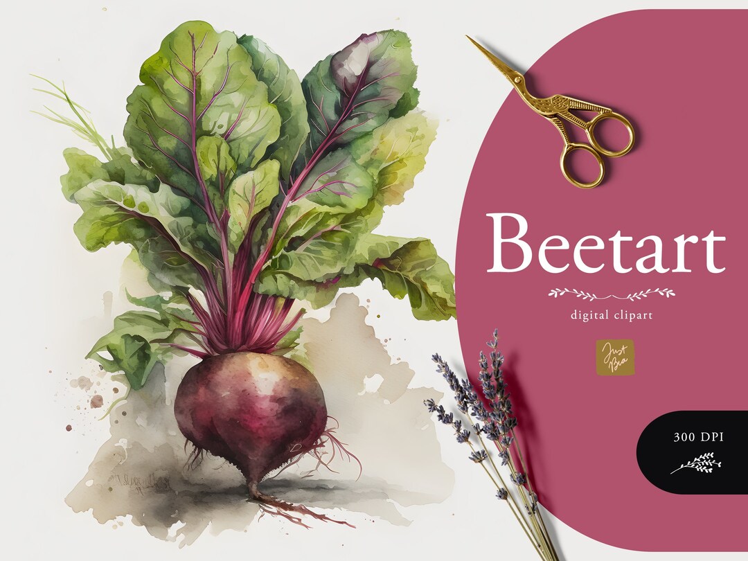 Rote Beete Bild: A Comprehensive Guide to the Art of Drawing, Coloring, and Painting