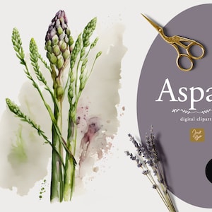 Clipart d'asperges aquarelle, graphiques d'asperges, téléchargement numérique, alimentation saine, légumes, végétarien, végétalien, printemps, clipart d'asperges