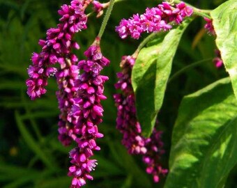 Persicaria Orientalis Shiro Gane Nishiki Variegated Etsy
