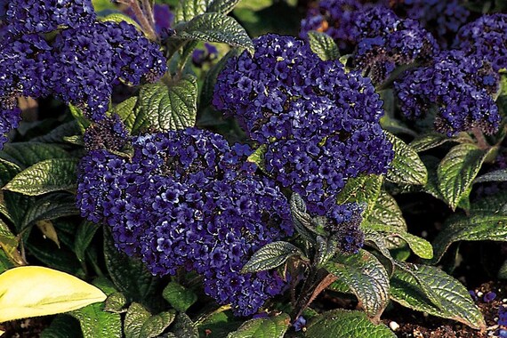 Гелиотроп марина описание сорта древовидный фото Marine Heliotrope Seeds Annual Stunning Violet-Blue Etsy