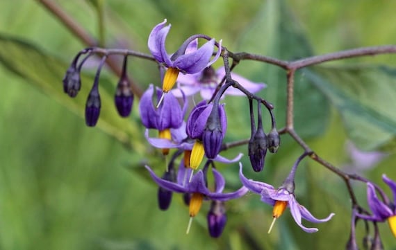 packet of 30 seeds Solanum dulcamara Bittersweet Nightshade