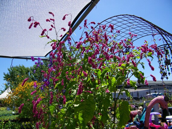 Kiss Me Over The Garden Gate Seeds Polygonum Orientale Etsy