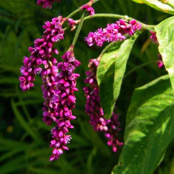 Kiss Me Over The Garden Gate Seeds Polygonum Orientale Etsy