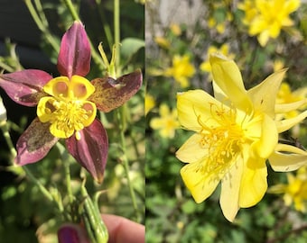 Columbine Flowers - Mystery Colors! Magenta/Yellow and/or Pure Yellow Flowers - 30 seeds - FREE Shipping