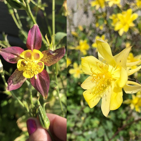Columbine Flowers - Mystery Colors! Magenta/Yellow and/or Pure Yellow Flowers - 30 seeds - FREE Shipping