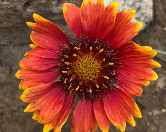 Indian Blanket Flower (Guillardia) Seeds - 30 seeds - FREE Shipping