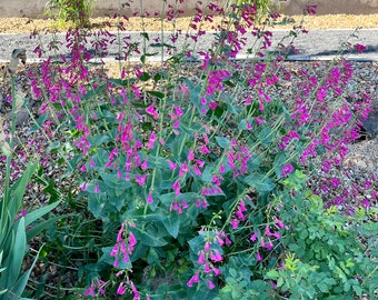 Penstemon - Hot Pink Desert Beardtongue Penstemon (Penstemon pseudospectabilis) - Pink Flower Seeds - 30 seeds - FREE Shipping