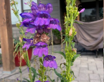 Penstemon - Fine-Tooth Penstemon (Penstemon subserratus) - Purple, White Flower Seeds - 30 seeds - FREE Shipping