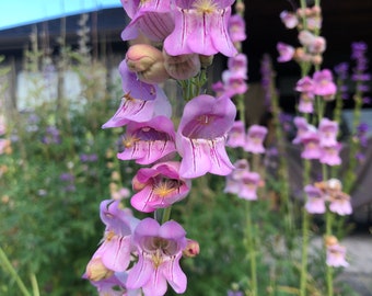 Penstemon - Palmer's Penstemon (Penstemon palmeri) - Pink, White Flower Seeds - 30 seeds - FREE Shipping