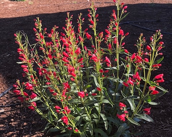 Penstemon - Red Riding Hood Beardtongue Penstemon (Penstemon schmidel) - Red, Pink Flower Seeds - 30 seeds - FREE Shipping